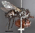  ( - STRI_ENT_0127714)  @11 [ ] CreativeCommons - Attribution Share - Alike (2023) Smithsonian Tropical Research Institute Photography Group Smithsonian Tropical Research Institute