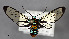  ( - STRI_ENT_0128469)  @11 [ ] CreativeCommons - Attribution Share - Alike (2023) Smithsonian Tropical Research Institute Photography Group Smithsonian Tropical Research Institute