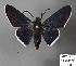  (Mysoria venezuelae - STRI_ENT_0131188)  @11 [ ] CreativeCommons - Attribution Share - Alike (2023) Smithsonian Tropical Research Institute Photography Group Smithsonian Tropical Research Institute