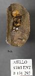  ( - STRI_ENT_0131295)  @11 [ ] CreativeCommons - Attribution Share - Alike (2023) Smithsonian Tropical Research Institute Photography Group Smithsonian Tropical Research Institute