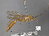  (Rhopalosoma simile - STRI_ENT_0132112)  @11 [ ] CreativeCommons - Attribution Share - Alike (2023) Smithsonian Tropical Research Institute Photography Group Smithsonian Tropical Research Institute
