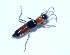  (Paederidus - AIM87)  @13 [ ] Unspecified (default): All Rights Reserved (2013) Dr.G.D. Khedkar PAUL HEBERT CENTRE FOR DNA BARCODING AND BIODIVERSITY STUDIES