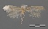  (Cosmopterix crassicervicella - AIMSEQ20012018_2)  @14 [ ] Unspecified (default): All Rights Reserved  Timossi Giovanni Unspecified