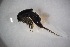  ( - CHDF0M01)  @11 [ ] CreativeCommons - Attribution Non-Commercial Share-Alike (2018) Vanessa Barbosa NIWA, Hamilton