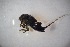  ( - CHDF0M02)  @11 [ ] CreativeCommons - Attribution Non-Commercial Share-Alike (2018) Vanessa Barbosa NIWA, Hamilton