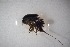  ( - CHDF0M03)  @11 [ ] CreativeCommons - Attribution Non-Commercial Share-Alike (2018) Vanessa Barbosa NIWA, Hamilton