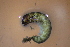  ( - HFDFR400M02)  @11 [ ] CreativeCommons - Attribution Non-Commercial Share-Alike (2019) Vanessa Barbosa NIWA, Hamilton