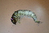  ( - HFDFR400M07)  @11 [ ] CreativeCommons - Attribution Non-Commercial Share-Alike (2019) Vanessa Barbosa NIWA, Hamilton