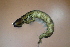  ( - HFDFR400M11)  @11 [ ] CreativeCommons - Attribution Non-Commercial Share-Alike (2019) Vanessa Barbosa NIWA, Hamilton