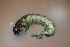  ( - HFDFR400M35)  @11 [ ] CreativeCommons - Attribution Non-Commercial Share-Alike (2019) Vanessa Barbosa NIWA, Hamilton