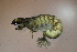  ( - HFDP500M12)  @11 [ ] CreativeCommons - Attribution Non-Commercial Share-Alike (2019) Vanessa Barbosa NIWA, Hamilton