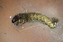  ( - HFDP500M15)  @11 [ ] CreativeCommons - Attribution Non-Commercial Share-Alike (2019) Vanessa Barbosa NIWA, Hamilton
