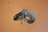  ( - HFDP500M33)  @11 [ ] CreativeCommons - Attribution Non-Commercial Share-Alike (2019) Vanessa Barbosa NIWA, Hamilton
