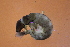  ( - HFDP500M35)  @11 [ ] CreativeCommons - Attribution Non-Commercial Share-Alike (2019) Vanessa Barbosa NIWA, Hamilton