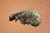  ( - HFDR1000M18)  @11 [ ] CreativeCommons - Attribution Non-Commercial Share-Alike (2019) Vanessa Barbosa NIWA, Hamilton