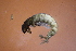  ( - HFDR1000M20)  @11 [ ] CreativeCommons - Attribution Non-Commercial Share-Alike (2019) Vanessa Barbosa NIWA, Hamilton