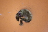  ( - HFDR1000M25)  @11 [ ] CreativeCommons - Attribution Non-Commercial Share-Alike (2019) Vanessa Barbosa NIWA, Hamilton