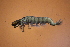  ( - HFDR1000M31)  @11 [ ] CreativeCommons - Attribution Non-Commercial Share-Alike (2019) Vanessa Barbosa NIWA, Hamilton