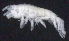  ( - 1-10S_Oedi8_2012_1)  @11 [ ] CreativeCommons  Attribution Non-Commercial Share-Alike (2021) Anna Jazdzewska University of Lodz, Dept of Invertebrate Zoology and Hydrobiology