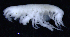  ( - 1-10S_Phox1_2012_6)  @11 [ ] CreativeCommons  Attribution Non-Commercial Share-Alike (2021) Anna Jazdzewska University of Lodz, Dept of Invertebrate Zoology and Hydrobiology