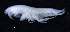  ( - 1-10S_Phox1_2012_8)  @11 [ ] CreativeCommons  Attribution Non-Commercial Share-Alike (2021) Anna Jazdzewska University of Lodz, Dept of Invertebrate Zoology and Hydrobiology