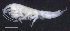  ( - 10-9S_Oedi8_2012_1)  @11 [ ] CreativeCommons  Attribution Non-Commercial Share-Alike (2021) Anna Jazdzewska University of Lodz, Dept of Invertebrate Zoology and Hydrobiology
