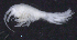  ( - 10-9S_Oedi8_2012_2)  @11 [ ] CreativeCommons  Attribution Non-Commercial Share-Alike (2021) Anna Jazdzewska University of Lodz, Dept of Invertebrate Zoology and Hydrobiology