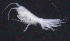 ( - 10-9S_Oedi8_2012_3)  @11 [ ] CreativeCommons  Attribution Non-Commercial Share-Alike (2021) Anna Jazdzewska University of Lodz, Dept of Invertebrate Zoology and Hydrobiology