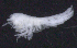  ( - 10-9S_Oedi8_2012_4)  @11 [ ] CreativeCommons  Attribution Non-Commercial Share-Alike (2021) Anna Jazdzewska University of Lodz, Dept of Invertebrate Zoology and Hydrobiology