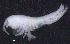  ( - 10-9S_Oedi8_2012_5)  @11 [ ] CreativeCommons  Attribution Non-Commercial Share-Alike (2021) Anna Jazdzewska University of Lodz, Dept of Invertebrate Zoology and Hydrobiology