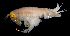  ( - 102S_Lysi_2016_247U)  @11 [ ] CreativeCommons  Attribution Non-Commercial Share-Alike (2021) Anna Jazdzewska University of Lodz, Dept of Invertebrate Zoology and Hydrobiology