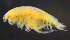  ( - 11-9S_Harp5_2012_2)  @11 [ ] CreativeCommons  Attribution Non-Commercial Share-Alike (2021) Anna Jazdzewska University of Lodz, Dept of Invertebrate Zoology and Hydrobiology