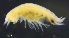  ( - 11-9S_Lysi13_2012_4)  @11 [ ] CreativeCommons  Attribution Non-Commercial Share-Alike (2021) Anna Jazdzewska University of Lodz, Dept of Invertebrate Zoology and Hydrobiology