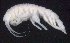  ( - 11-9S_Oedi8_2012_1)  @11 [ ] CreativeCommons  Attribution Non-Commercial Share-Alike (2021) Anna Jazdzewska University of Lodz, Dept of Invertebrate Zoology and Hydrobiology