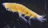  ( - 11-9S_Pard1_2012_2)  @11 [ ] CreativeCommons  Attribution Non-Commercial Share-Alike (2021) Anna Jazdzewska University of Lodz, Dept of Invertebrate Zoology and Hydrobiology