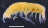  ( - 11-9S_Pard1_2012_3)  @11 [ ] CreativeCommons  Attribution Non-Commercial Share-Alike (2021) Anna Jazdzewska University of Lodz, Dept of Invertebrate Zoology and Hydrobiology