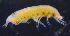 ( - 11-9S_Pard1_2012_4)  @11 [ ] CreativeCommons  Attribution Non-Commercial Share-Alike (2021) Anna Jazdzewska University of Lodz, Dept of Invertebrate Zoology and Hydrobiology