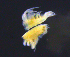  ( - 11-9S_Phox1_2012_10)  @11 [ ] CreativeCommons  Attribution Non-Commercial Share-Alike (2021) Anna Jazdzewska University of Lodz, Dept of Invertebrate Zoology and Hydrobiology