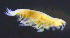  ( - 11-9S_Phox1_2012_3)  @11 [ ] CreativeCommons  Attribution Non-Commercial Share-Alike (2021) Anna Jazdzewska University of Lodz, Dept of Invertebrate Zoology and Hydrobiology