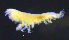  ( - 11-9S_Phox1_2012_5)  @11 [ ] CreativeCommons  Attribution Non-Commercial Share-Alike (2021) Anna Jazdzewska University of Lodz, Dept of Invertebrate Zoology and Hydrobiology