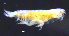 ( - 11-9S_Phox1_2012_7)  @11 [ ] CreativeCommons  Attribution Non-Commercial Share-Alike (2021) Anna Jazdzewska University of Lodz, Dept of Invertebrate Zoology and Hydrobiology