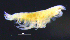  ( - 11-9S_Phox1_2012_8)  @11 [ ] CreativeCommons  Attribution Non-Commercial Share-Alike (2021) Anna Jazdzewska University of Lodz, Dept of Invertebrate Zoology and Hydrobiology
