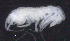  ( - 11-a_Oedi8_2012_2)  @11 [ ] CreativeCommons  Attribution Non-Commercial Share-Alike (2021) Anna Jazdzewska University of Lodz, Dept of Invertebrate Zoology and Hydrobiology