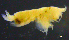  ( - 12-4S_Lysi13_2012_1)  @11 [ ] CreativeCommons  Attribution Non-Commercial Share-Alike (2021) Anna Jazdzewska University of Lodz, Dept of Invertebrate Zoology and Hydrobiology