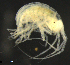  ( - 12-4S_Sten1_2012_2)  @11 [ ] CreativeCommons  Attribution Non-Commercial Share-Alike (2021) Anna Jazdzewska University of Lodz, Dept of Invertebrate Zoology and Hydrobiology