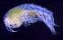  ( - 12-4S_Syno3_2012_1)  @11 [ ] CreativeCommons  Attribution Non-Commercial Share-Alike (2021) Anna Jazdzewska University of Lodz, Dept of Invertebrate Zoology and Hydrobiology