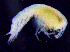  ( - 12-4S_Syno3_2012_2)  @11 [ ] CreativeCommons  Attribution Non-Commercial Share-Alike (2021) Anna Jazdzewska University of Lodz, Dept of Invertebrate Zoology and Hydrobiology