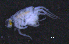  (Bathyceradocus - 12-5_Meta1_2012_15)  @11 [ ] CreativeCommons  Attribution Non-Commercial Share-Alike (2021) Anna Jazdzewska University of Lodz, Dept of Invertebrate Zoology and Hydrobiology