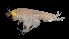  ( - 19S_Eury_2016_2)  @11 [ ] CreativeCommons  Attribution Non-Commercial Share-Alike (2021) Anna Jazdzewska University of Lodz, Dept of Invertebrate Zoology and Hydrobiology