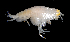  ( - 19S_Eury_2016_3)  @11 [ ] CreativeCommons  Attribution Non-Commercial Share-Alike (2021) Anna Jazdzewska University of Lodz, Dept of Invertebrate Zoology and Hydrobiology